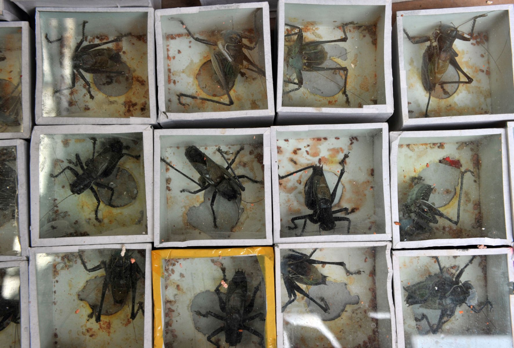 Eingesperrt in winzige Plastikdosen warten Grillen auf einem Tiermarkt in Shanghai auf Käufer. In kleinen Wettkämpfen lassen die stolzen Besitzer die zentimetergrossen Insekten gegeneinander antreten. Foto: Boris Roessler