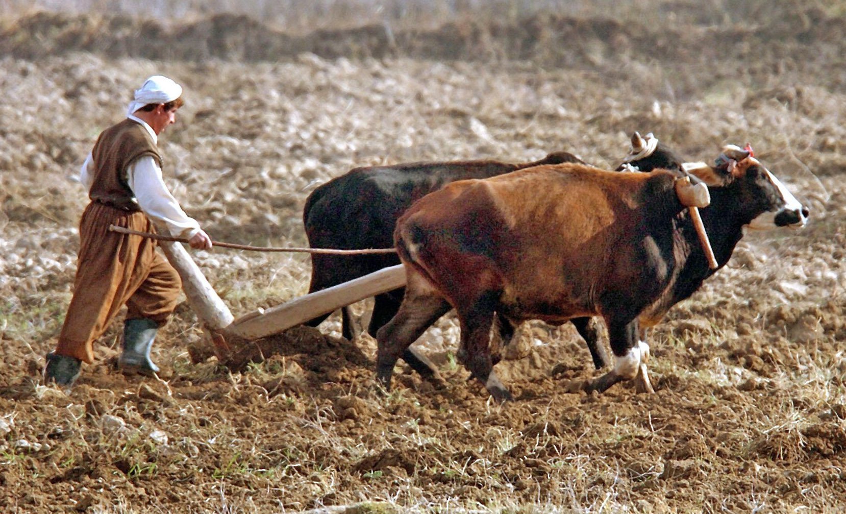 A farmer plows a field with two buffalos near Kundus, Afghanistan. The region around Kundus is relatively free of landmines, which allows farmers to work on a large part of their fields. Photo: Boris Roessler/dpa