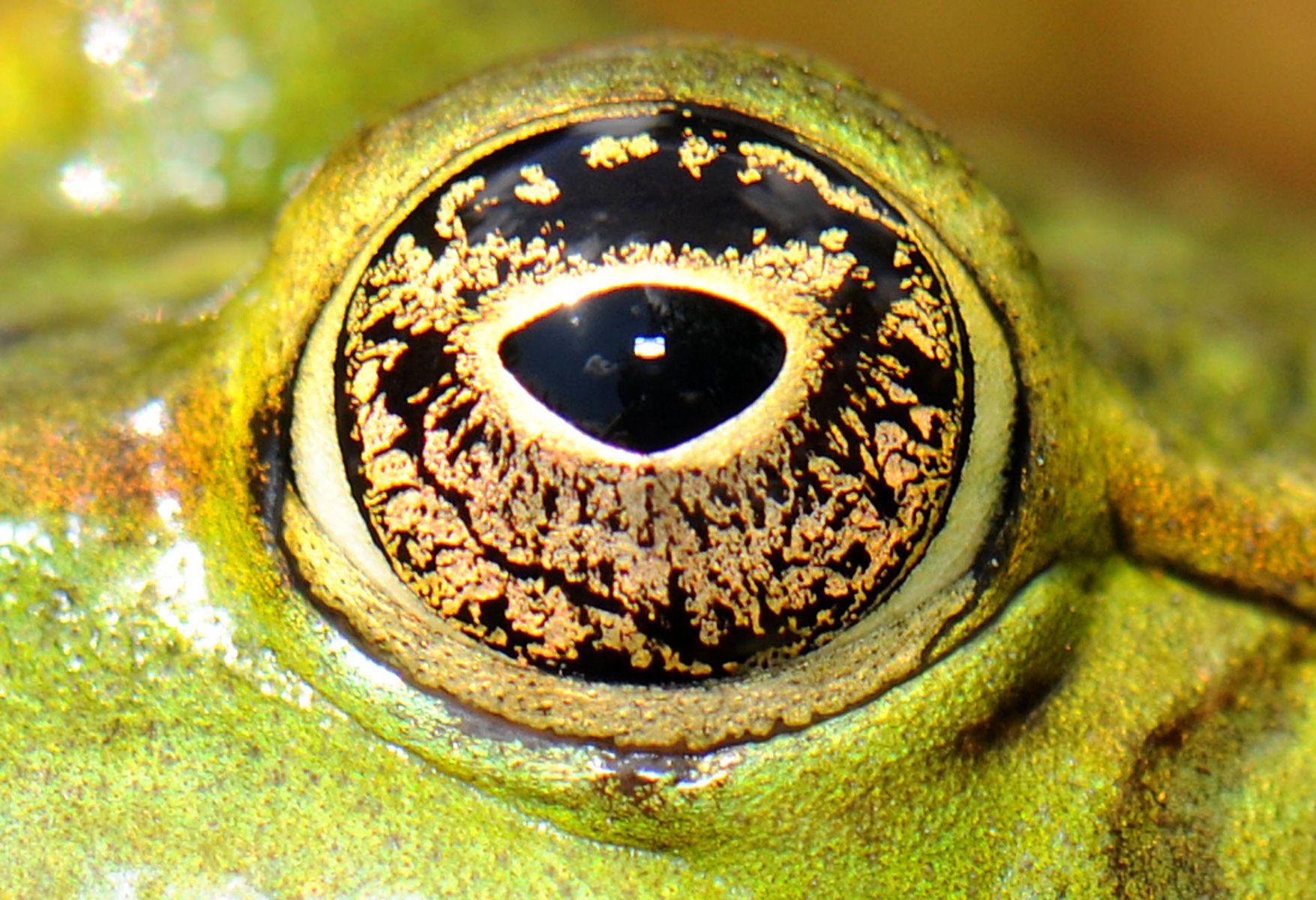 Im Auge eines Frosches spiegelt sich die Sonne am Sonntag in einem Tümpel bei Frille in Ostwestfalen.  Foto: Boris Roessler dpa