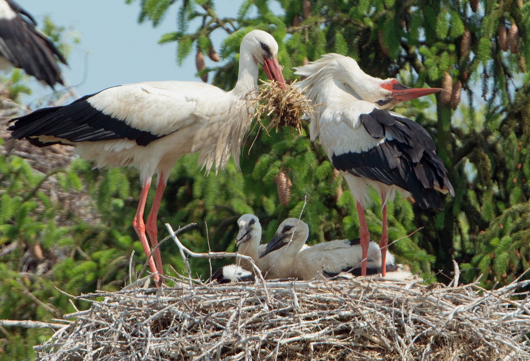 Mit Nistmaterial im Schnabel ist ein Weissstorch am Mittwoch (23.05.2012) in Biebesheim auf seinem Nest gelandet, wo ihn bereits drei Jungtiere und sein Weibchen erwarten. Die streng geschützten Tiere konnten in mehreren Brutkolonien in Hessen in diesem Jahr erfolgreich Nachwuchs ausbrüten. Die Jungtiere werden in den nächsten Wochen flügge, bevor Sie im Spätsommer und Frühherbst mit ihren Eltern in den Süden ziehen. Foto: Boris Roessler dpa/lhe  +++(c) dpa - Bildfunk+++