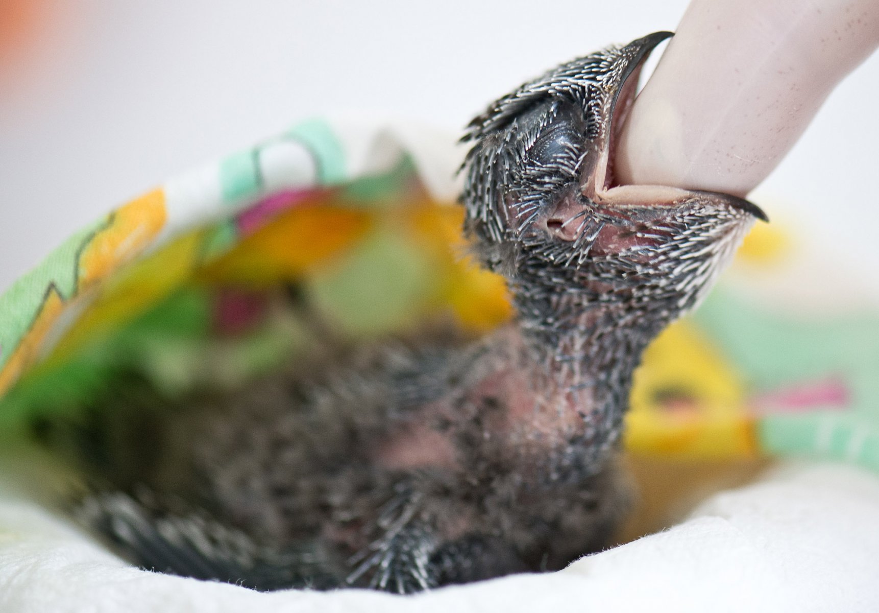 Aus dem Nest gefallen ist die erst wenige Tage alte "Franca", die in der Mauerseglerklinik in Frankfurt am Main (Hessen) untersucht wird und dabei in den Finger einer Tierärztin beißt. Foto: Boris Roessler/dpa 