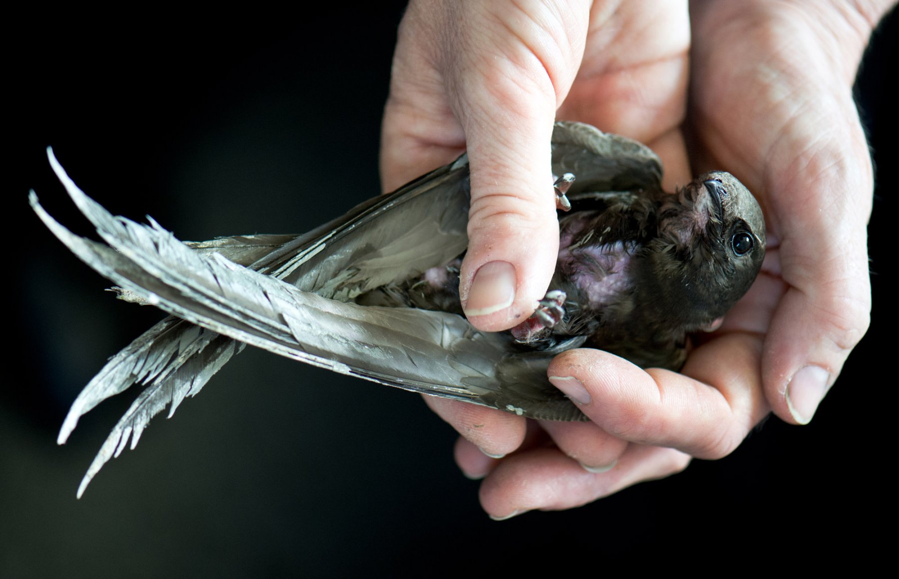 Den Heilungsverlauf nach einer Operation am Bauch kontrolliert eine Tierärztin in der Mauerseglerklinik in Frankfurt am Main (Hessen). Foto: Boris Roessler/dpa 