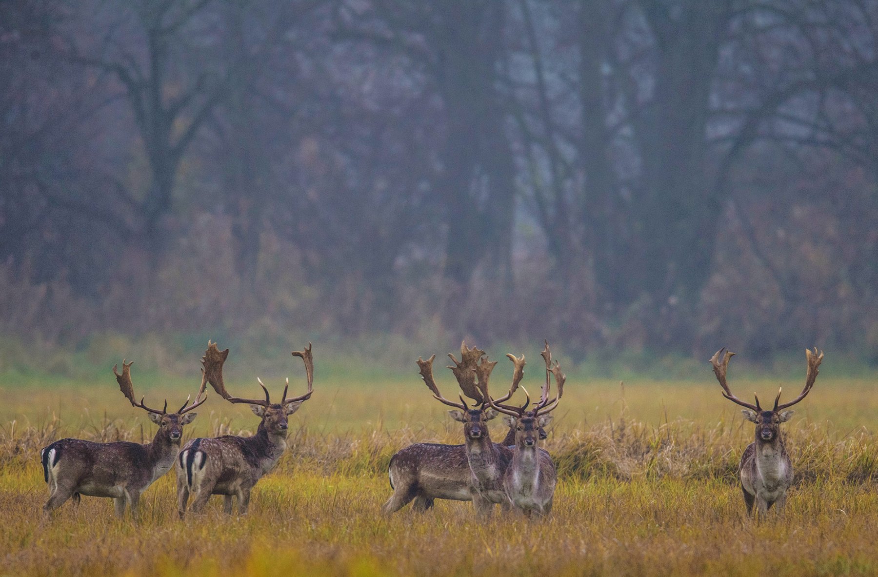 Ein Rudel Damhirsche äst im Mönchsbruch in Frankfurt.