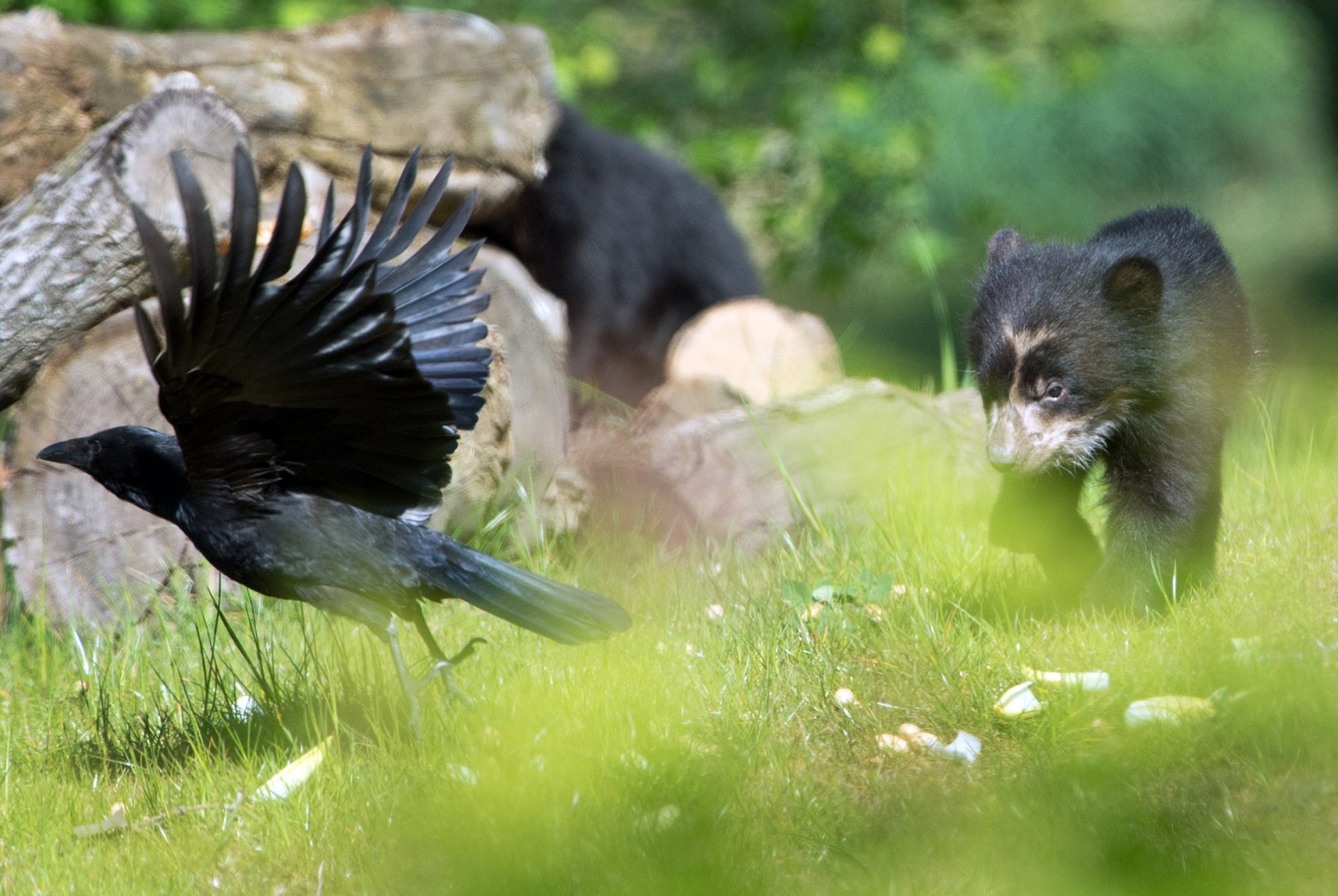 Ein junger Brillenbär pirscht sich am 17.04.2014 im Zoo von Frankfurt am Main an eine Krähe heran, die schnell die Flucht ergreift. Foto: Boris Roessler/dpa