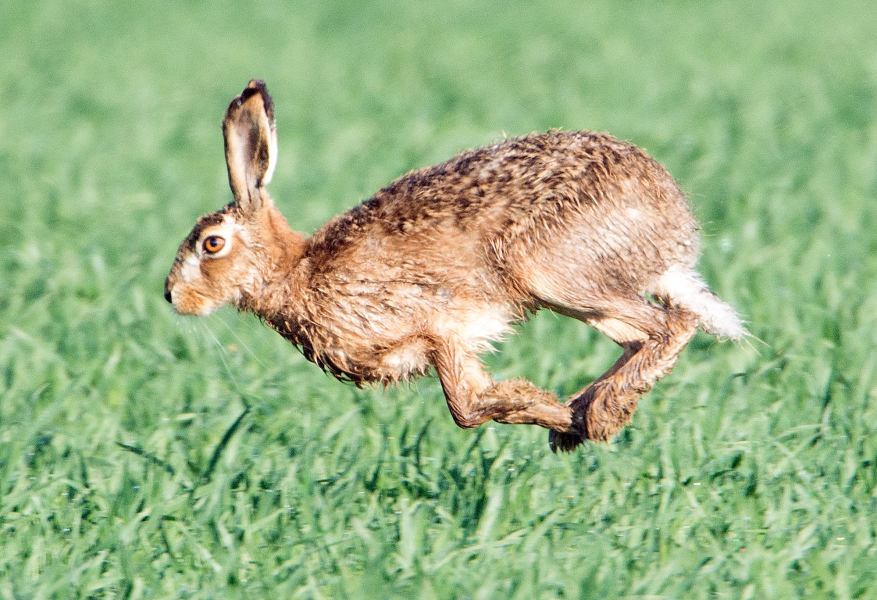 Ein Feldhase, aufgenommen am 09.04.2014 auf einem Acker bei Nieder-Erlenbach in der Nähe von Frankfurt am Main (Hessen). Foto: Boris Roessler/dpa 