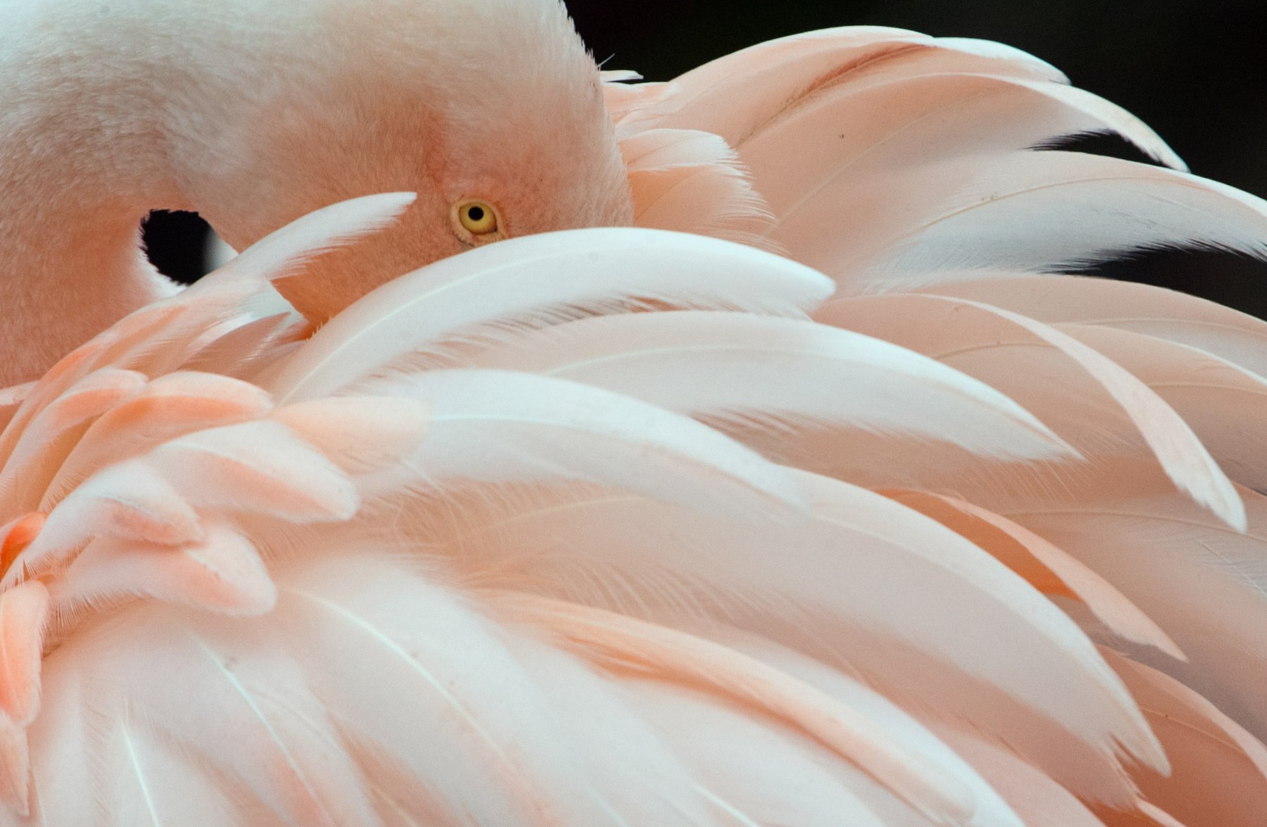 Eingehüllt in ihr Federleid trotzt ein Flamingo im Zoo von Frankfurt am Main den niedrigen Temperaturen. Foto: Boris Roessler/dpa 