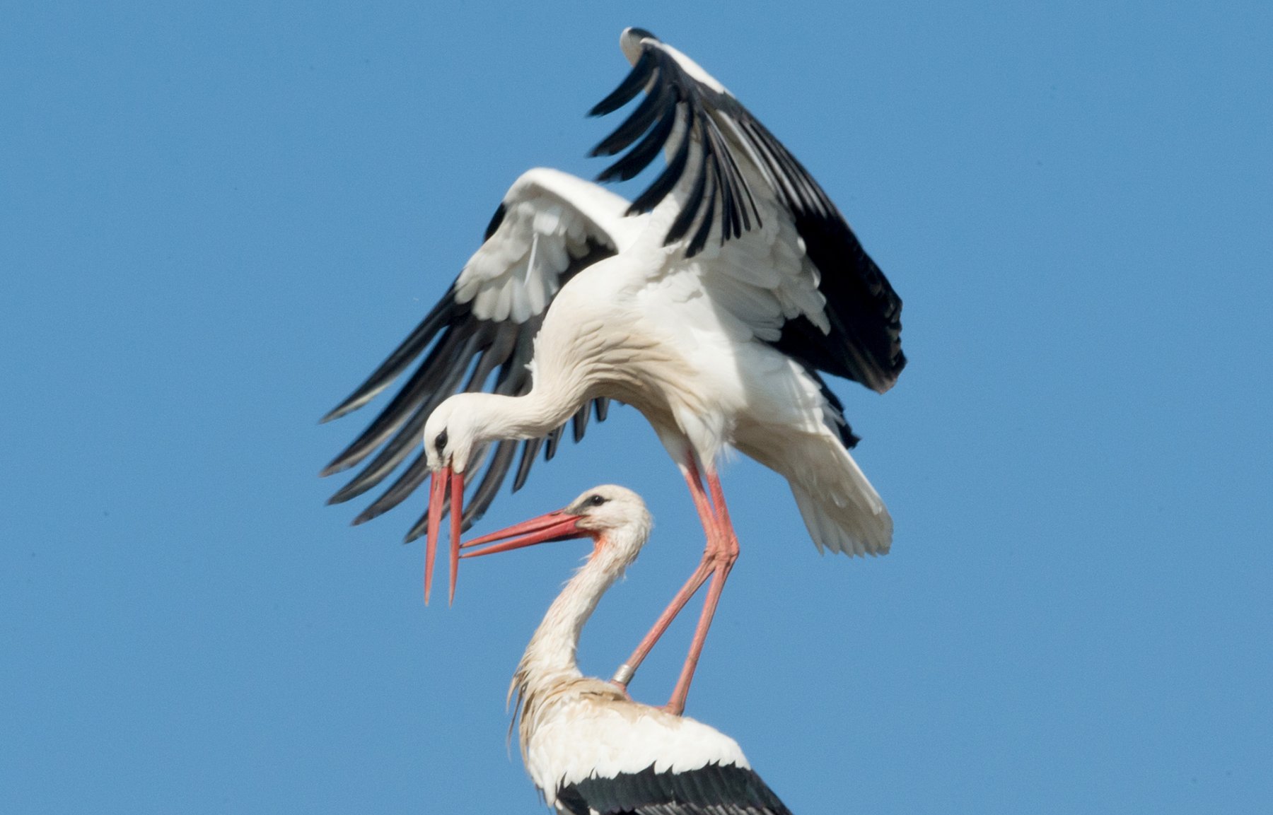 Vor einem blauen Himmel paaren sich diese Störche am in Biebesheim am Rhein. Foto: Boris Roessler/dpa
