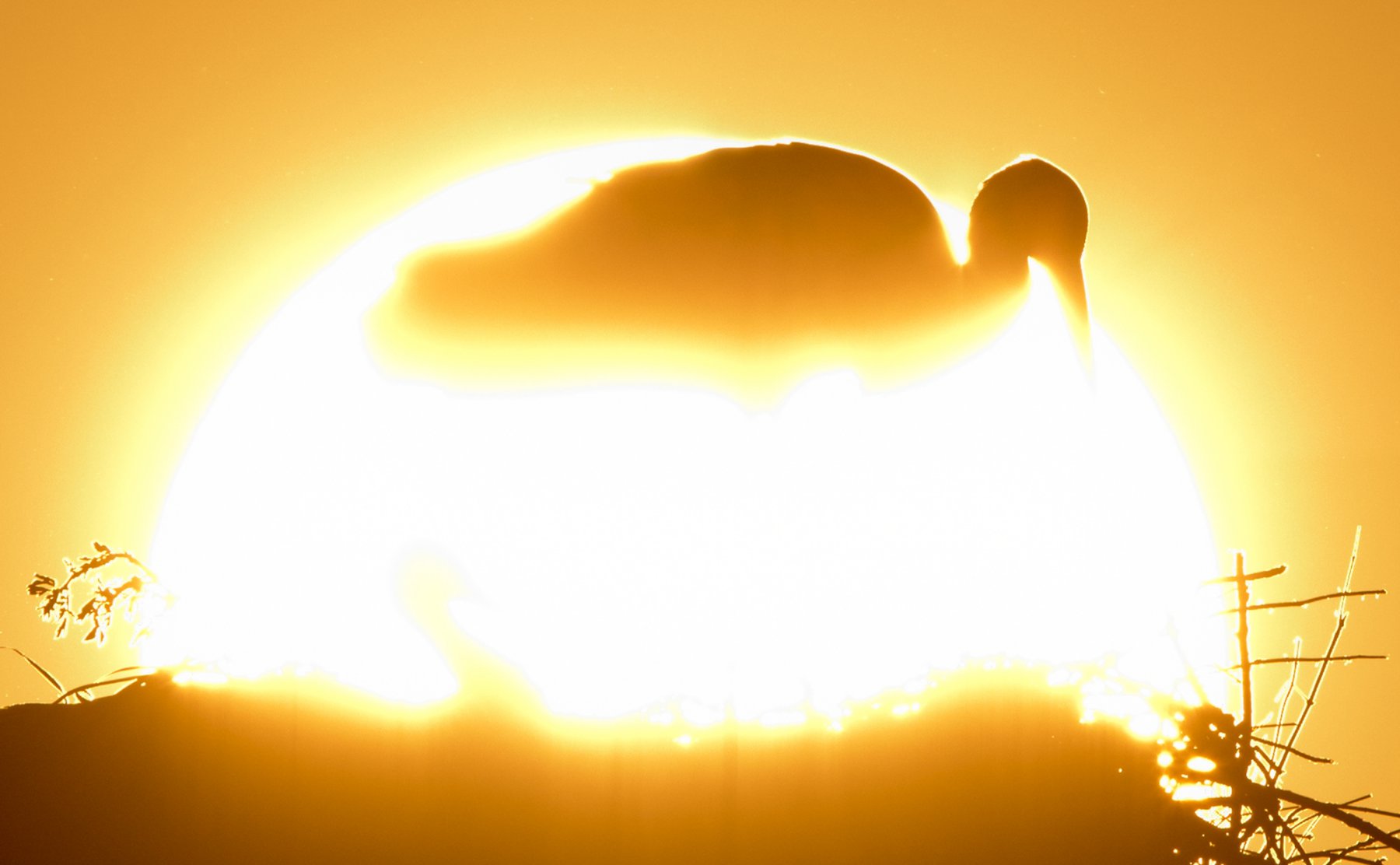 Vor der untergehenden Sonne sitzen zwei Weißstörche am auf ihrem Nest in Biebesheim am Rhein.  Foto: Boris Roessler/dpa 