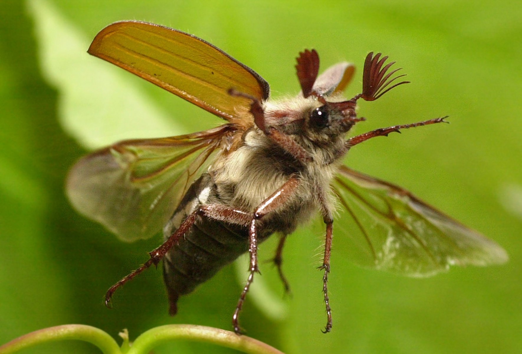 Ein Maikäfer hebt in einem Wald bei Darmstadt ab. Foto: Boris Roessler/dpa