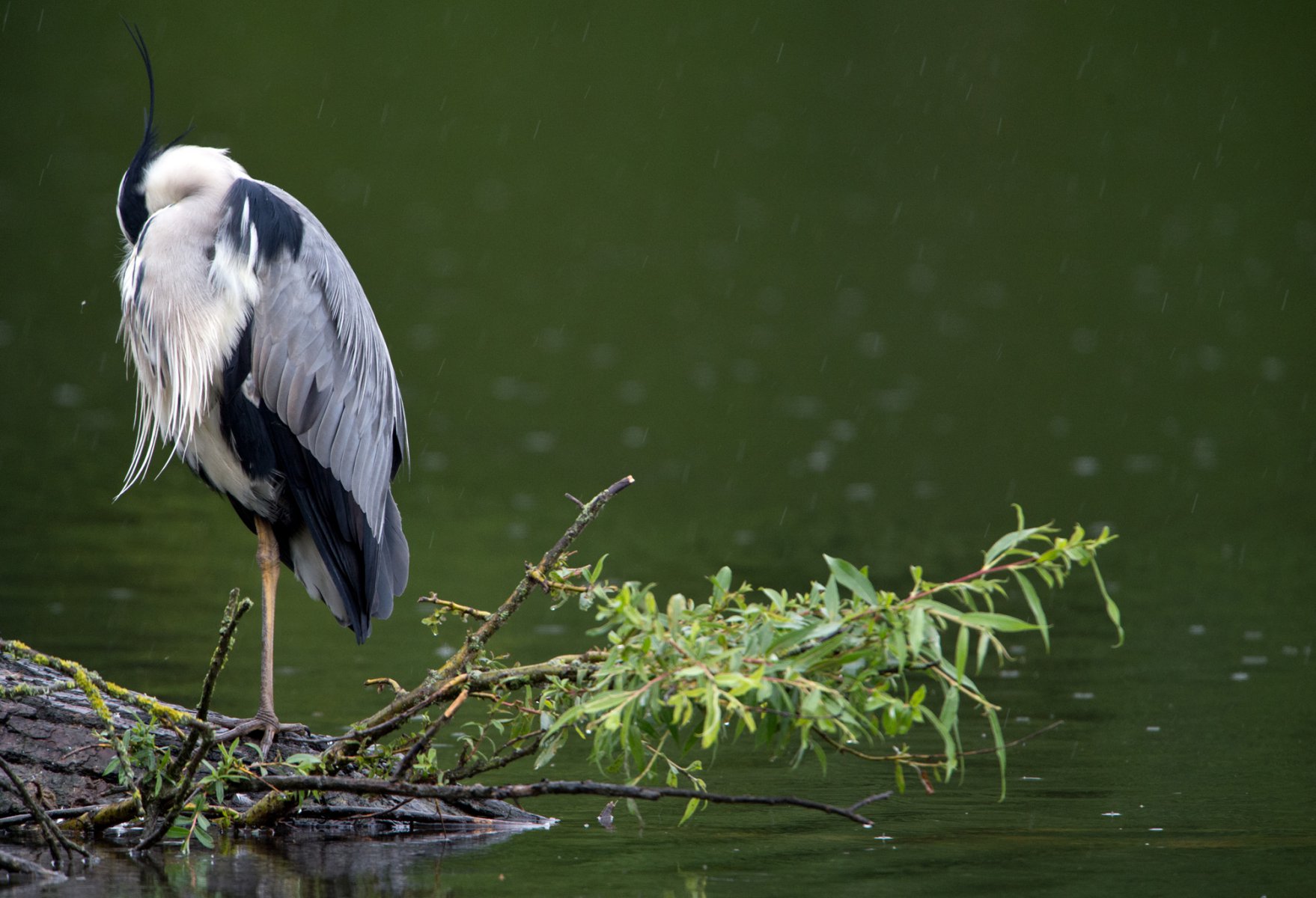 Im strömenden Regen steht ein Graureiher auf einer kleinen Insel an der Lahn bei Gießen. Foto: Boris Roessler/dpa